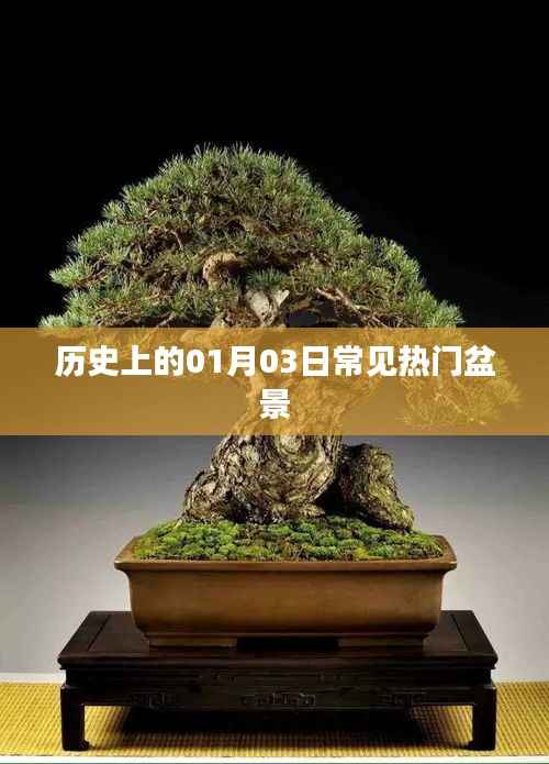 热门盆景,历史上的元月三日风采