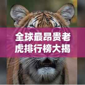 全球最昂贵老虎排行榜大揭秘!
