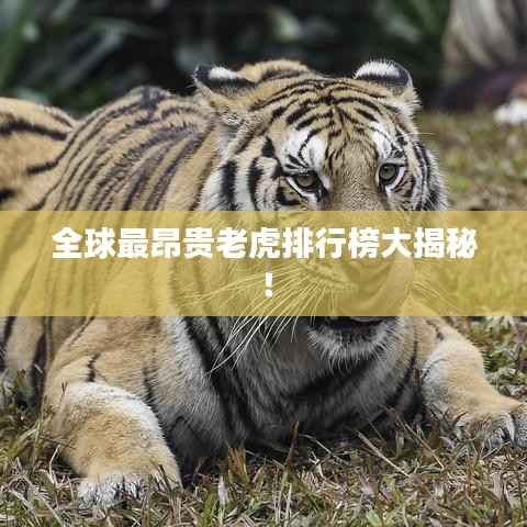 全球最昂贵老虎排行榜大揭秘!